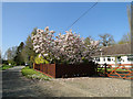 Magnolia tree in full blossom