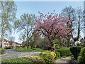 Cherry Blossom, Lonsdale Drive, Enfield