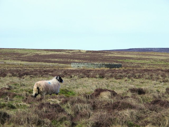 Sheepfold and an un-folded sheep