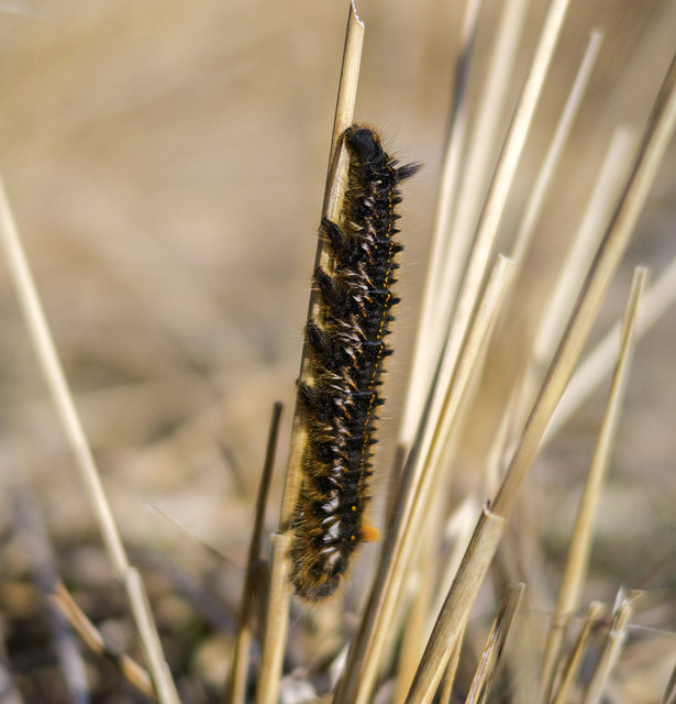 Caterpillar, Glenveagh