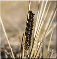C0322 : Caterpillar, Glenveagh by Rossographer