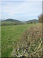 Upland pasture and hedgerow in the Clun valley