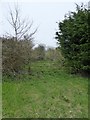 Overgrown track south of Colyford