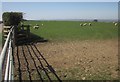 Sheep pasture near Milton Abbot