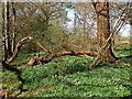 Woodland near Penland Farm