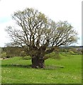 ST6264 : The Publow Oak by Rick Crowley