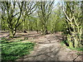 Public footpath in Wain Wood