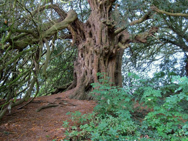 Hope Bagot Yew Tree © Frank Lane cc-by-sa/2.0 :: Geograph Britain and ...