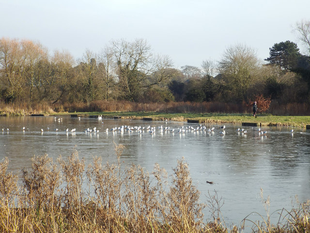 Seagulls on ice, Kingfisher Pool, Myton Fields, Warwick