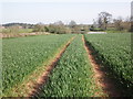 Emerging cereal crop, near Bush Lane