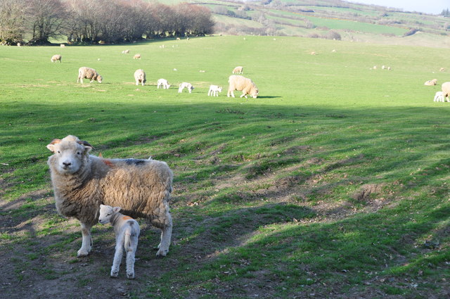 West Somerset : Grassy Field & Sheep