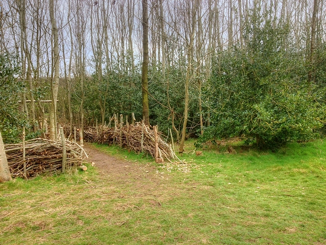 Brockholes Nature Reserve © David Dixon :: Geograph Britain and Ireland