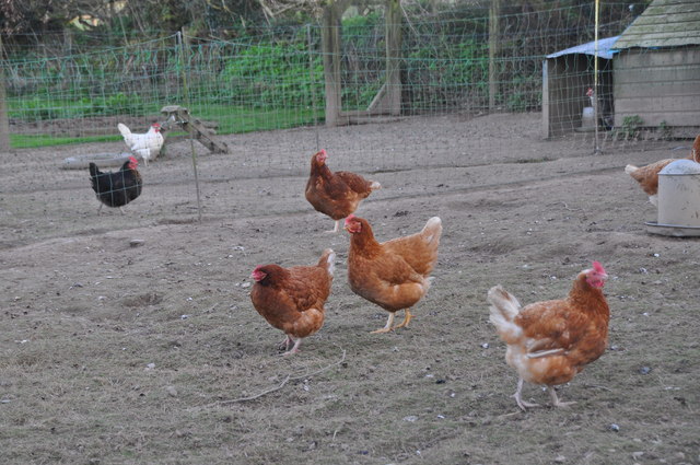 West Somerset : Little Brendon Hill Farm Chickens