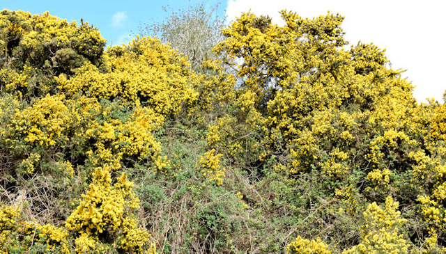 Whins, Scrabo Country Park, Newtownards - April 2015(1)