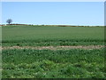 Crop field near East Farm