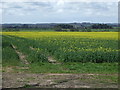 Oilseed rape crop near The Brocks