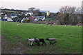 West Somerset : Grassy Field & Sheep