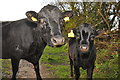 West Somerset : Cattle Grazing