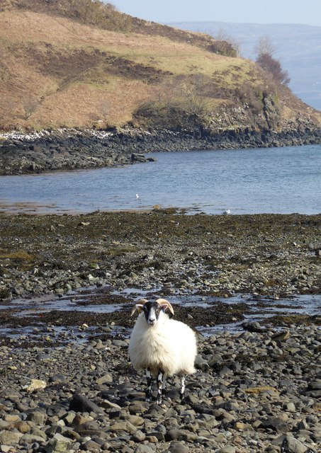 Sheep on the shore