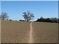 Public footpath over arable land near Flemings Farm, South Hanningfield