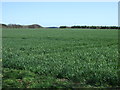 Crop field near Felton