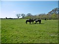 Fawley, horse grazing