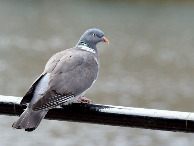 Laganside wood pigeon, Belfast (April 2015)
