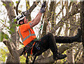 TQ2983 : Modern tree climbing methods! by The Carlisle Kid