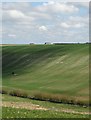 Woldland view to Rectory Farm