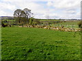 Moyle Glebe Townland