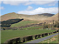 Hedge alongside minor road in Glen Fruin