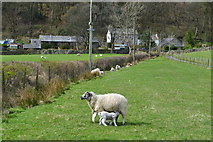 SD2793 : Sheep and lambs near Torver by David Martin
