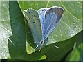 ST3086 : Female Holly Blue butterfly by Robin Drayton