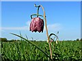 SU0994 : Snake's head fritillary, North Meadow National Nature Reserve, Cricklade 2015 (1) by Brian Robert Marshall