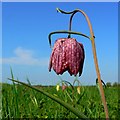 SU0994 : Snake's head fritillary, North Meadow National Nature Reserve, Cricklade 2015 (2) by Brian Robert Marshall