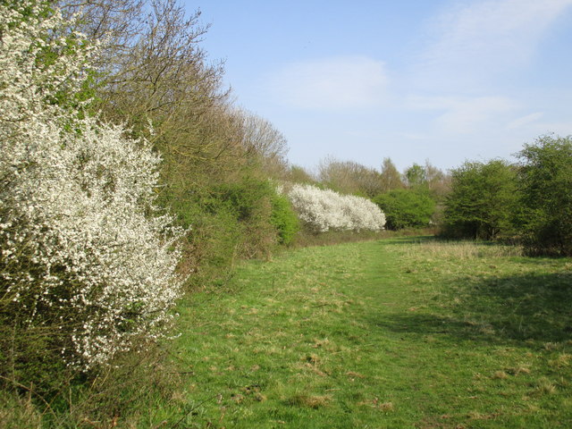 Bridleway and Whitethorn © Jonathan Thacker cc-by-sa/2.0 :: Geograph ...