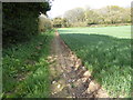 Footpath going west to Nutbane Lane