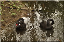 TQ2277 : View of a pair of black swans preening themselves by Robert Lamb