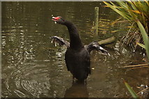 TQ2277 : View of a black swan with its wings and beak open by Robert Lamb