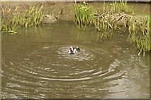 TQ2277 : View of a mallard cleaning itself in the pond in London Wetlands Centre by Robert Lamb