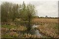 View of a tree reflected in a pond in the London Wetlands Centre #2