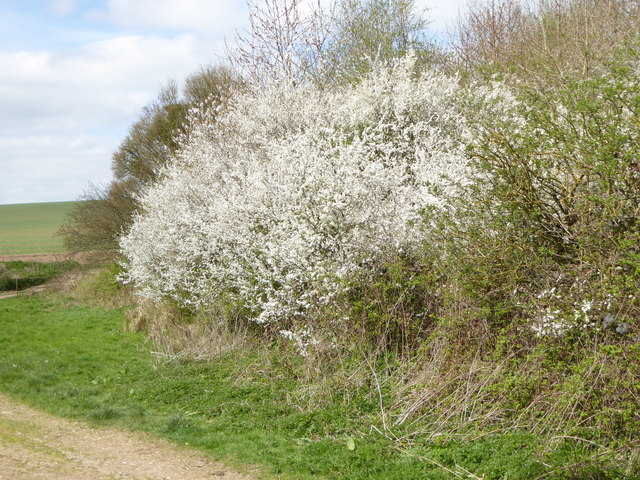 May blossom by field track