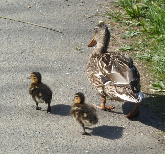 Mother duck taking the kids for a walk