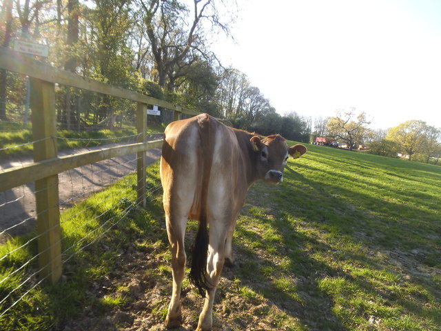 Cow on Belmont Farm, Mill Hill © David Howard :: Geograph Britain and ...