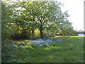 Bluebells on Totteridge Common