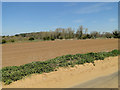 Light farmland on Mill Lane