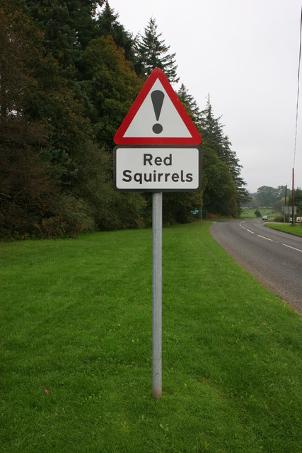 Red Squirrel sign