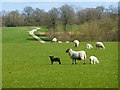 SU3064 : Pasture, Shalbourne by Andrew Smith
