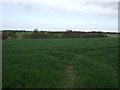 NZ2292 : Crop field near Ulgham by JThomas