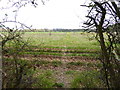 Footpath leaves wood for field near Ragged Appleshaw